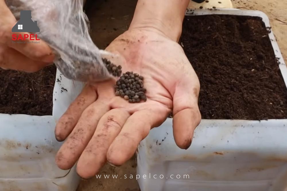 کاشت بذر سبزیجات در گالن ها